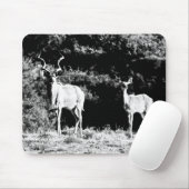 Kudu-stier en -koe in zwart-wit - Mousepad Muismat (Met muis)