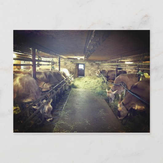 Kuhstall Briefkaart (Voorkant)