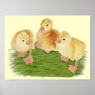 Kuif Buff ganzenjongen Poster