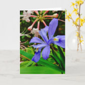 Kuif DwergIris Kaart (Gele Bloem)