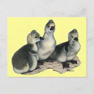 Kuif Toeloese ganzenkuikens Briefkaart
