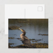 Kuifaalscholver Briefkaart (Voorkant / Achterkant)