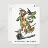 Kuifbrij, John Audubon Briefkaart (Voorkant / Achterkant)