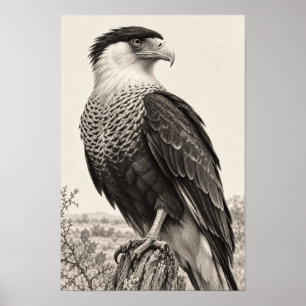 Kuifcaracara in Zuid-Texas Graphiet Poster