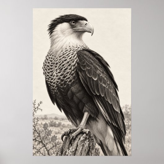 Kuifcaracara in Zuid-Texas Graphiet Poster (Voorkant)