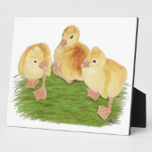 Kuifende Buff ganzenkuikens Fotoplaat (Zijkant)