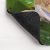 Kuifgecko Muismat (Hoek)