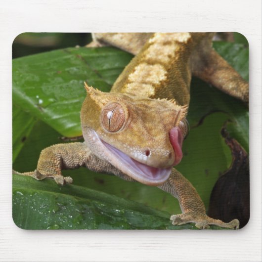 Kuifgecko Muismat (Voorkant)