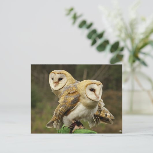 Kuifkool Briefkaart (Staand voorkant)