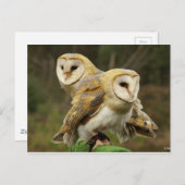 Kuifkool Briefkaart (Voorkant / Achterkant)