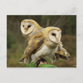 Kuifkool Briefkaart (Voorkant)