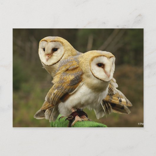 Kuifkool Briefkaart (Voorkant)