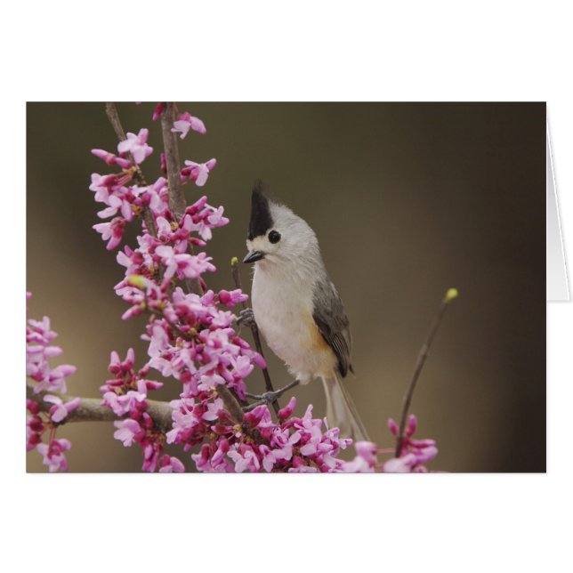 Kuifmees, Baeolophus (Voorkant Horizontaal)