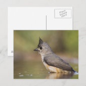 Kuifmees, Baeolophus Briefkaart (Voorkant / Achterkant)