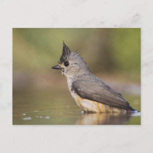Kuifmees, Baeolophus Briefkaart