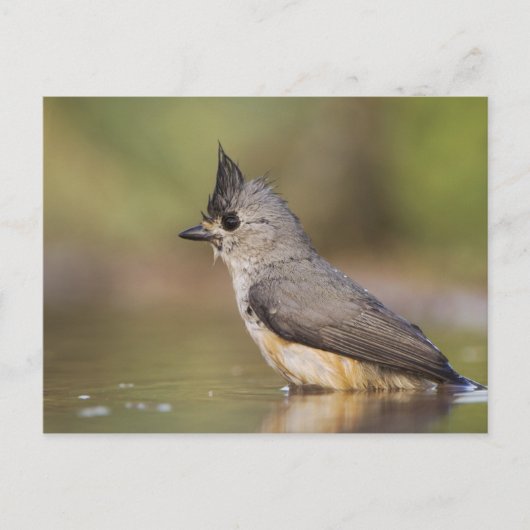 Kuifmees, Baeolophus Briefkaart (Voorkant)