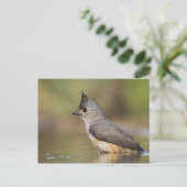 Kuifmees, Baeolophus Briefkaart (Staand voorkant)