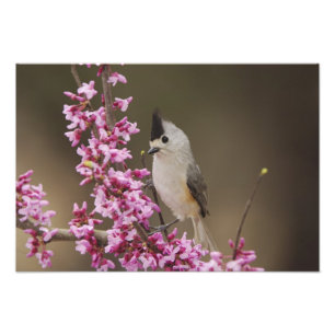Kuifmees, Baeolophus Foto Afdruk