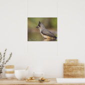 Kuifmees, Baeolophus Poster (Keuken)