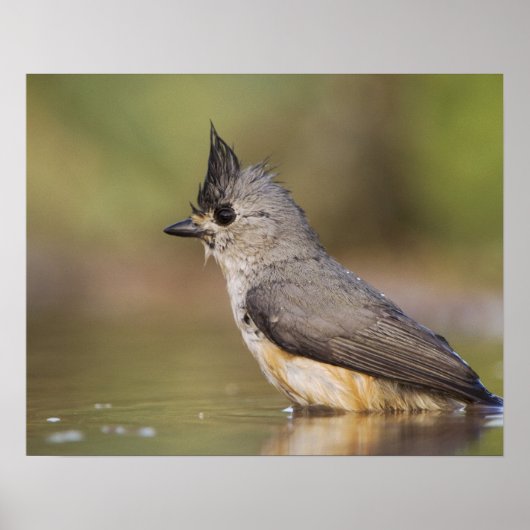 Kuifmees, Baeolophus Poster (Voorkant)