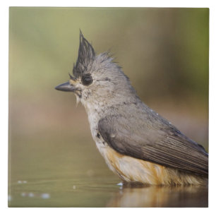 Kuifmees, Baeolophus Tegeltje