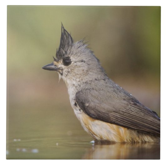 Kuifmees, Baeolophus Tegeltje (Voorkant)