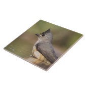 Kuifmees, Baeolophus Tegeltje (Zijkant)