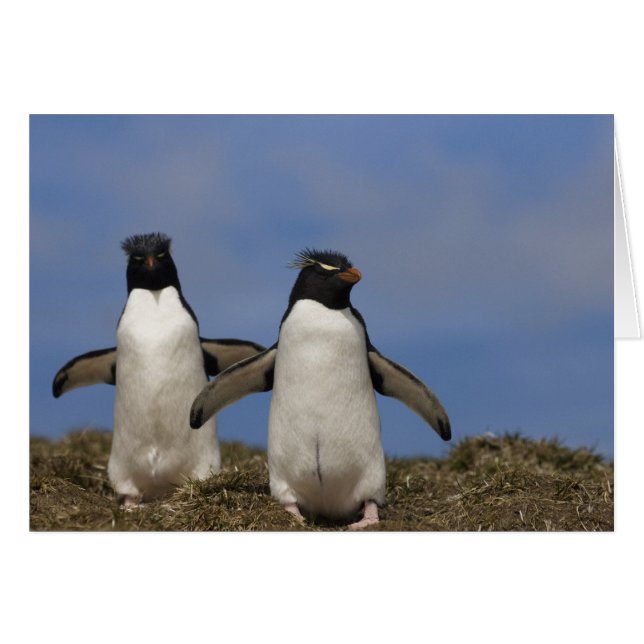 Kuifpinguïns Eudyptes chrysocome (Voorkant Horizontaal)