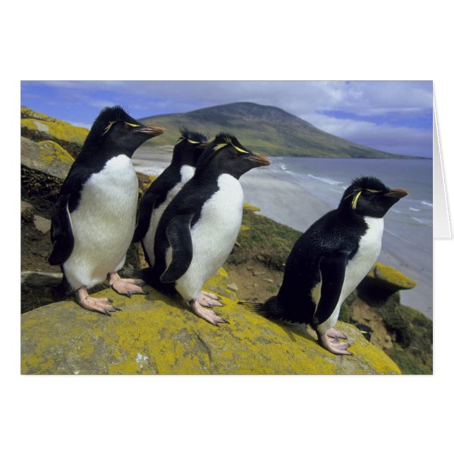 Kuifpinguïns, (Eudyptes chrysocome), (Voorkant Horizontaal)