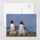 Kuifpinguïns Eudyptes chrysocome Briefkaart (Voorkant / Achterkant)