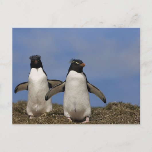 Kuifpinguïns Eudyptes chrysocome Briefkaart (Voorkant)