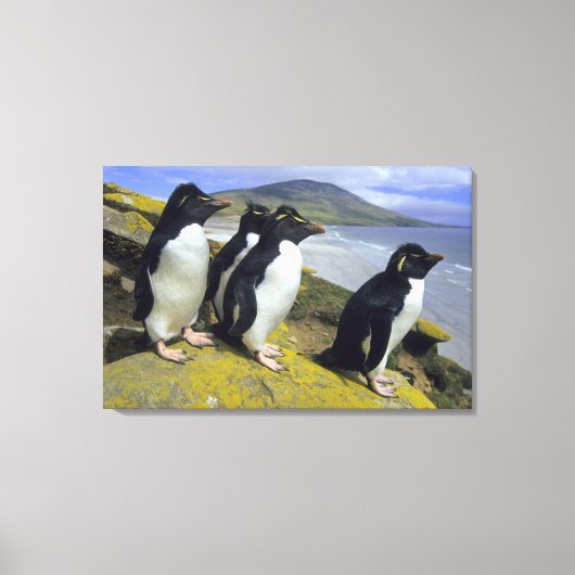 Kuifpinguïns, (Eudyptes chrysocome), Canvas Afdruk (Voorkant)