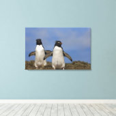 Kuifpinguïns Eudyptes chrysocome Canvas Afdruk (Insitu (Houten vloer))