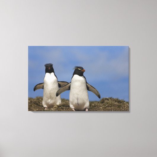 Kuifpinguïns Eudyptes chrysocome Canvas Afdruk (Voorkant)