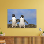 Kuifpinguïns Eudyptes chrysocome Canvas Afdruk (Insitu (Woonkamer))