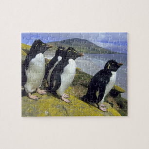 Kuifpinguïns, (Eudyptes chrysocome), Legpuzzel