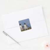 Kuifpinguïns Eudyptes chrysocome Vierkante Sticker (Envelop)