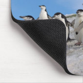 Kuifpinguïns | Pygoscelis Antarctica Muismat (Hoek)