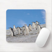 Kuifpinguïns | Pygoscelis Antarctica Muismat (Met muis)
