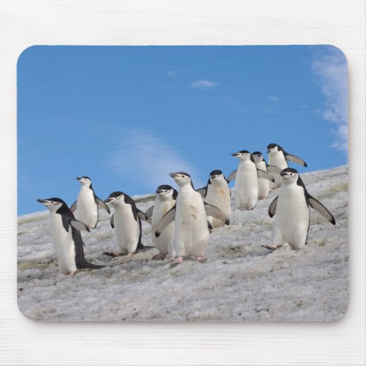 Kuifpinguïns | Pygoscelis Antarctica Muismat (Voorkant)