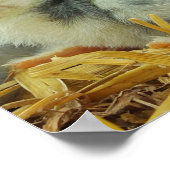 kuiken, dieren, baby, schattig, bloemgeel, wit, poster (Hoek)