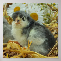 kuiken, dieren, baby, schattig, bloemgeel, wit,