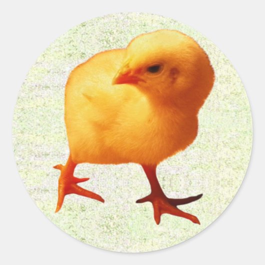 Kuiken in beweging (2) ronde sticker (Voorkant)