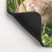 Kuiken, kip, pluimvee muismat (Hoek)