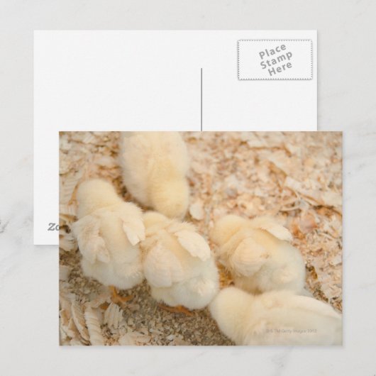 kuikens briefkaart (Voorkant / Achterkant)