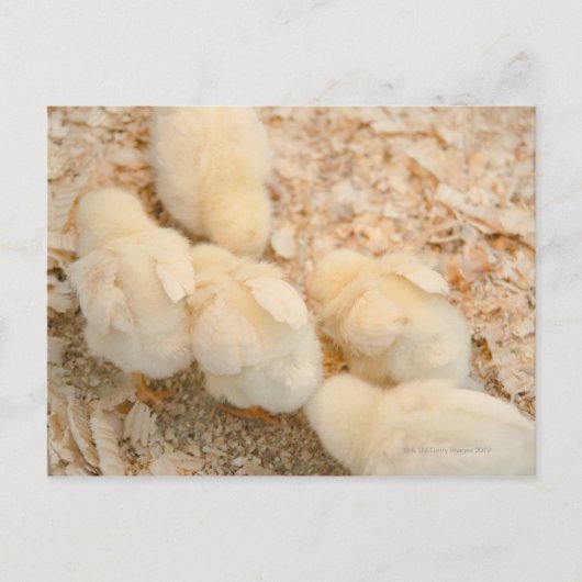 kuikens briefkaart (Voorkant)