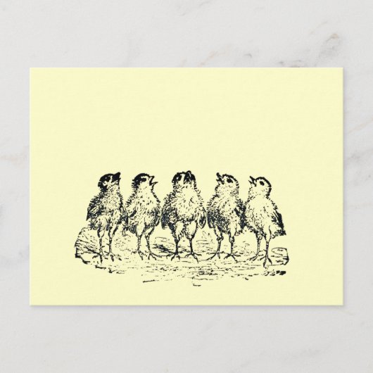 kuikens briefkaart (Voorkant)