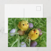 Kuikens en Eieren Briefkaart (Voorkant / Achterkant)
