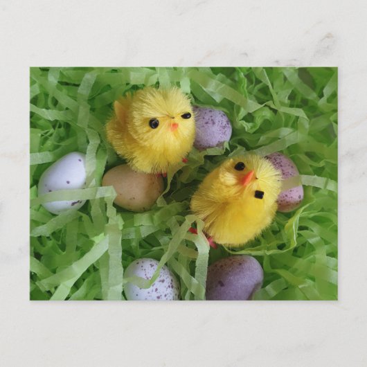 Kuikens en Eieren Briefkaart (Voorkant)