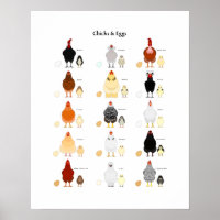 kuikens en eierenkaart